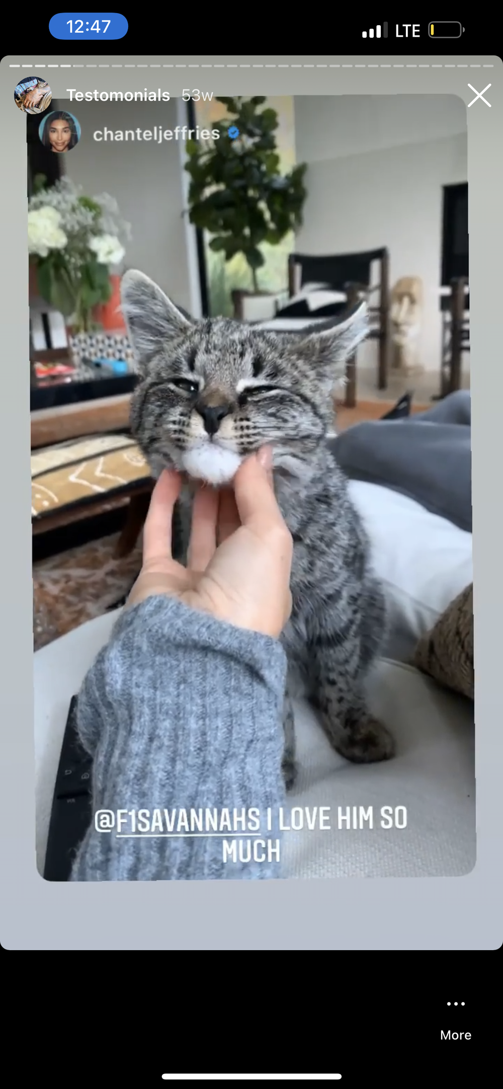 Happy Family 7 - Savannah Kitten Customer Review