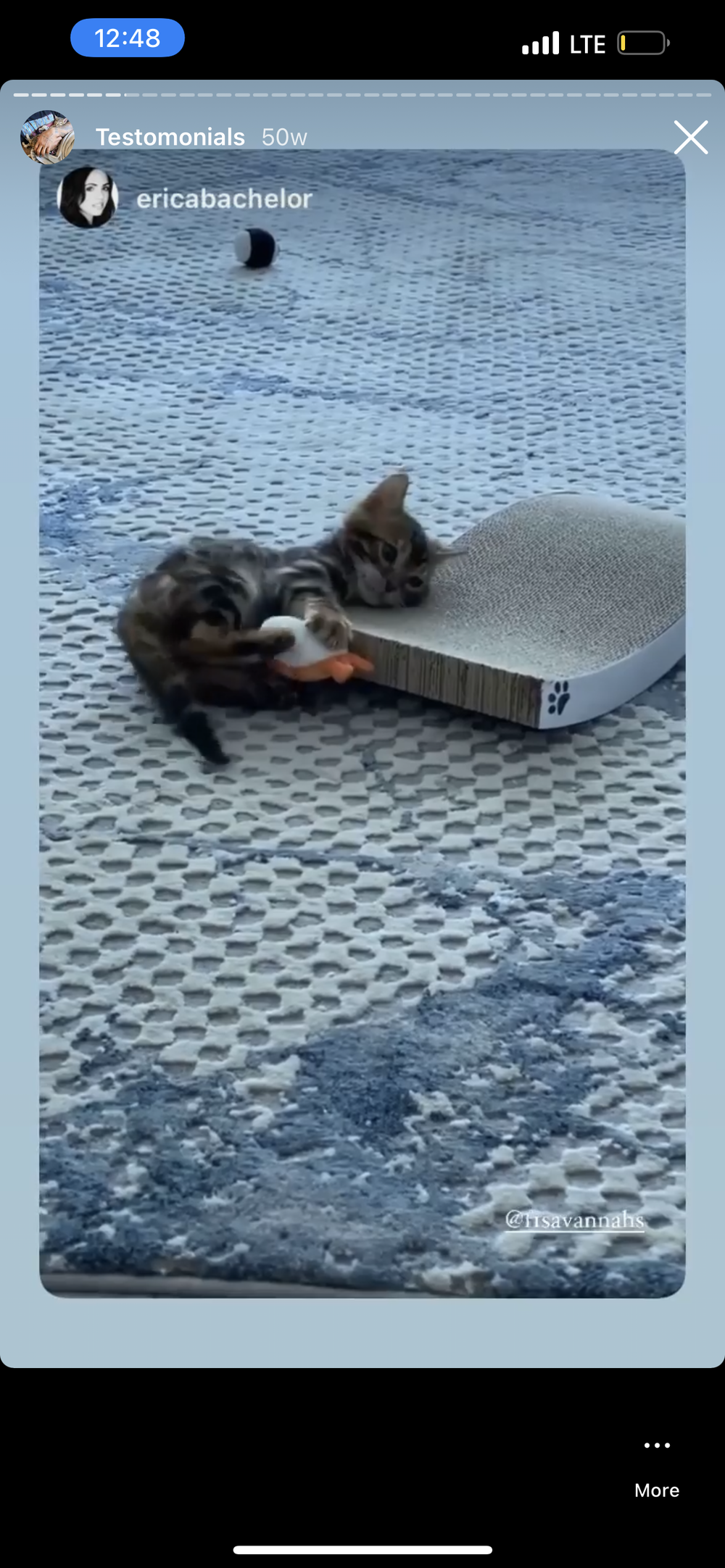 Happy Family 8 - Savannah Kitten Customer Review